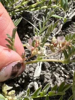 lemmon's milkvetch thumbnail 3