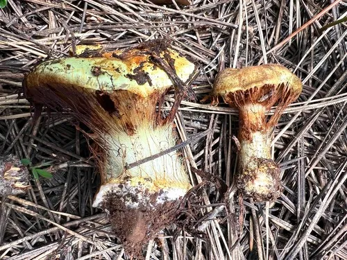 Calonarius saxamontanus