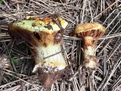 Calonarius saxamontanus thumbnail 1