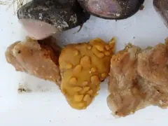 Sphaerotylus capitatus thumbnail 2