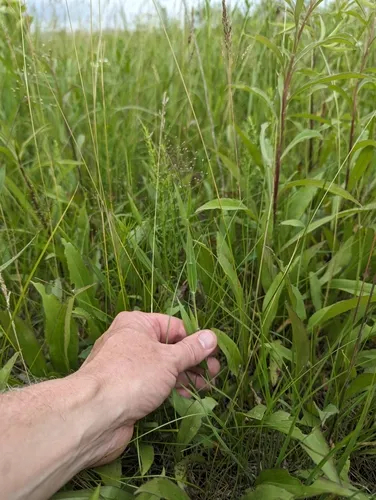 old field panic grass