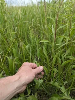 old field panic grass thumbnail 1