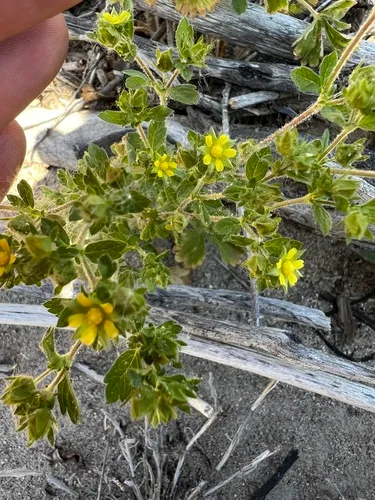 biennial cinquefoil