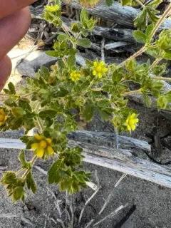 biennial cinquefoil thumbnail 1