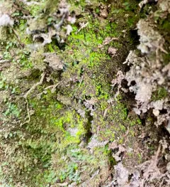 Luminous Moss thumbnail 4