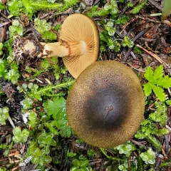 Cortinarius clandestinus thumbnail 2