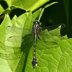 Cobra Clubtail thumbnail 3