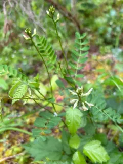 Bald Mountain Milkvetch thumbnail 3