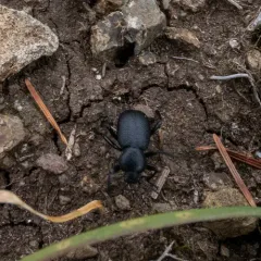 Eleodes rotundipennis thumbnail 1