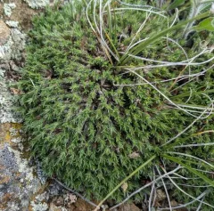 Creeping nailwort thumbnail 4