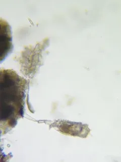 Trichotria tetractis thumbnail 4
