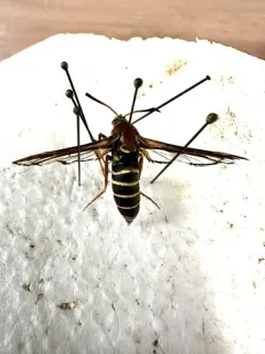 Oak Stump Borer Moth thumbnail 2
