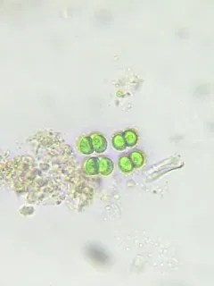 Limnococcus limneticus thumbnail 2