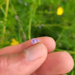 Lentil Vetch thumbnail 4