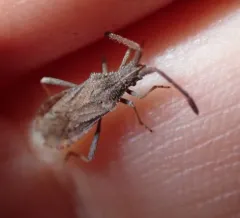 Coriomeris occidentalis thumbnail 2