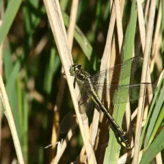 Midland Clubtail thumbnail 2
