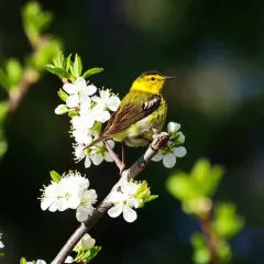 Cape May Warbler thumbnail 1