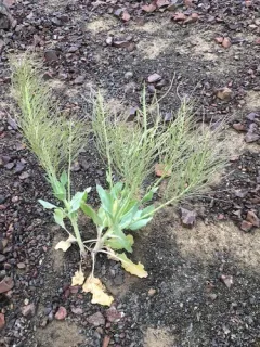 Thelypodium repandum thumbnail 1