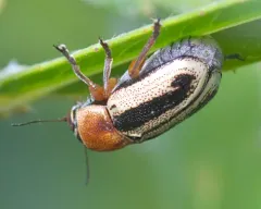 Western Wide-striped Pachy thumbnail 2