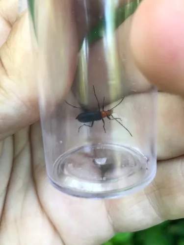 Charisalia americana