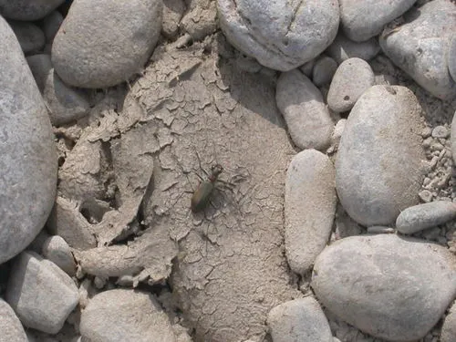 Cobblestone Tiger Beetle