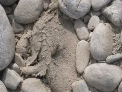 Cobblestone Tiger Beetle thumbnail 1