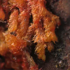 Pacific Fuzzwort thumbnail 3