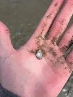 California Softshell thumbnail 3