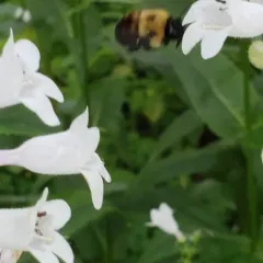 Abrupt Digger Bee thumbnail 3