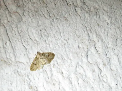 Freeman's Palpita Moth
