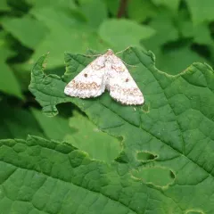 Powder Moth thumbnail 4