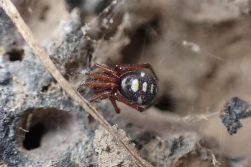Steatoda washona