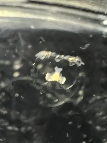 Rathkea octopunctata