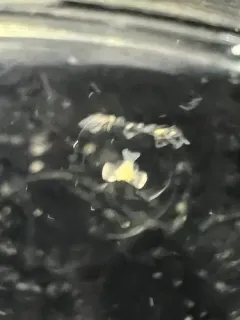 Rathkea octopunctata thumbnail 1