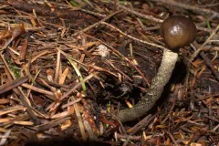 Tolypocladium rouxii thumbnail 2