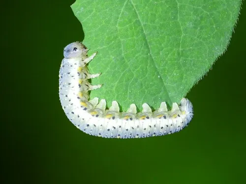 Blotch-winged Honeysuckle Sawfly
