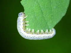 Blotch-winged Honeysuckle Sawfly thumbnail 1