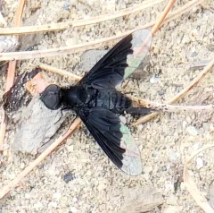 Black Bee Fly thumbnail 2