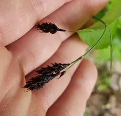 scabrous black sedge thumbnail 3