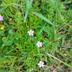 Low Baby's-breath thumbnail 2
