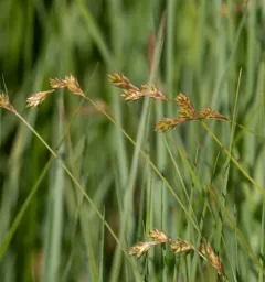 northern meadow sedge thumbnail 4