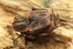 Valgus canaliculatus thumbnail 4