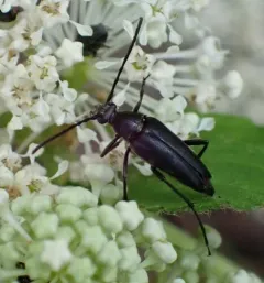 Mournful Long-horned Beetle thumbnail 2
