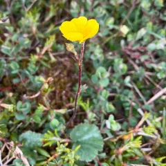 Eastern Mountain Avens thumbnail 4