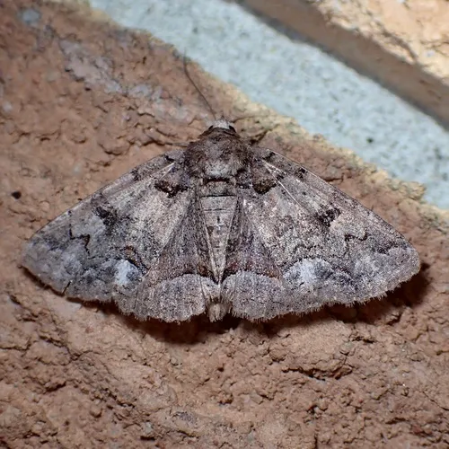 Brown-spotted Zale Moth