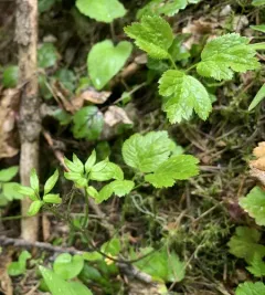 Idaho Goldthread thumbnail 2
