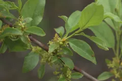 Lanceleaf Buckthorn thumbnail 3