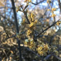 silver buffaloberry thumbnail 2