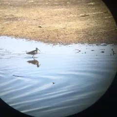 Willet thumbnail 2