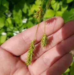 chestnut sedge thumbnail 4